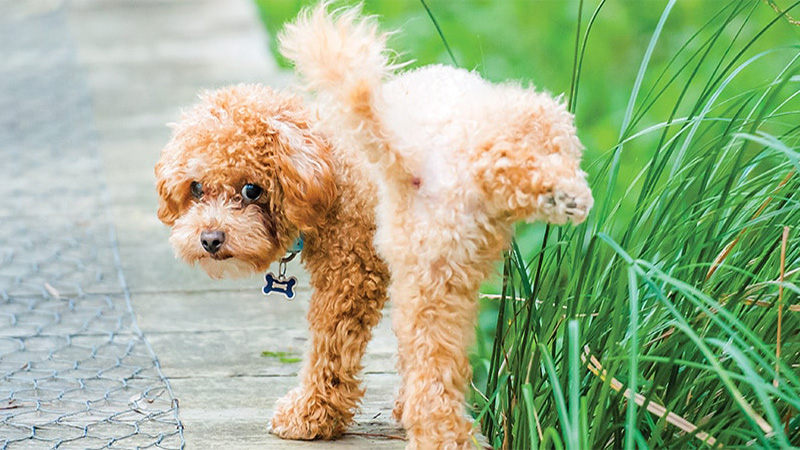 Image of Dog checking for UTI symptoms