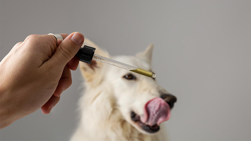 Image of CBD Oil for Dogs and Pets