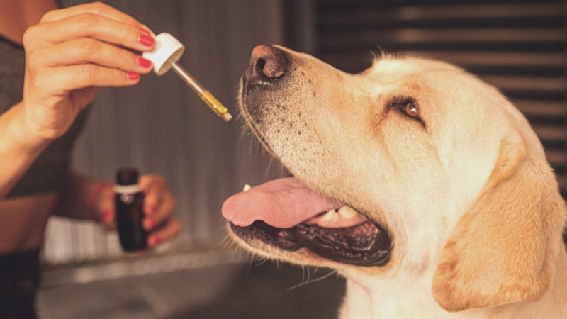 Image of Home Remedies for Dogs with UTI