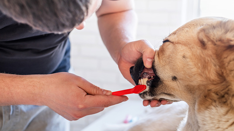 Pet owner brushing his dog's teeth