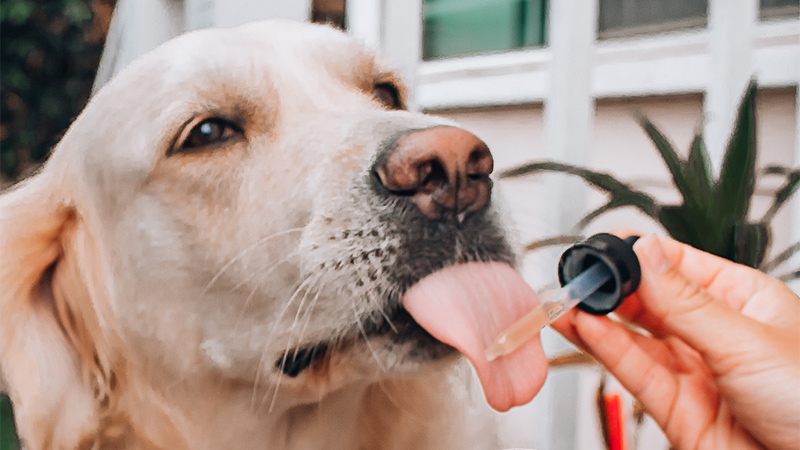 Image of Dog Tasting CBD Oil for Seizures & Epilepsy