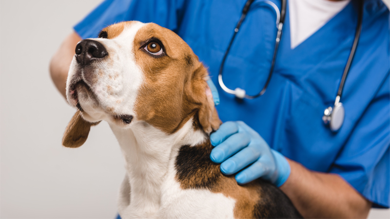 A vet treating a dog