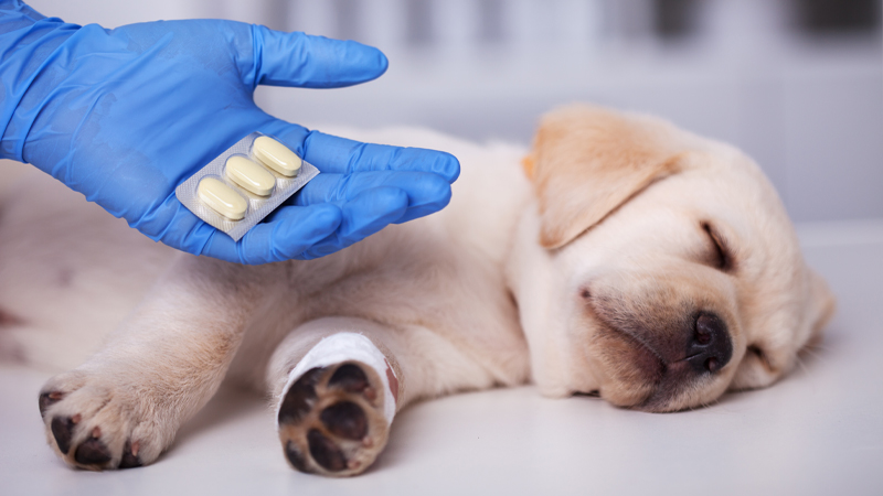 Puppy sleeping with joint wraps and medications