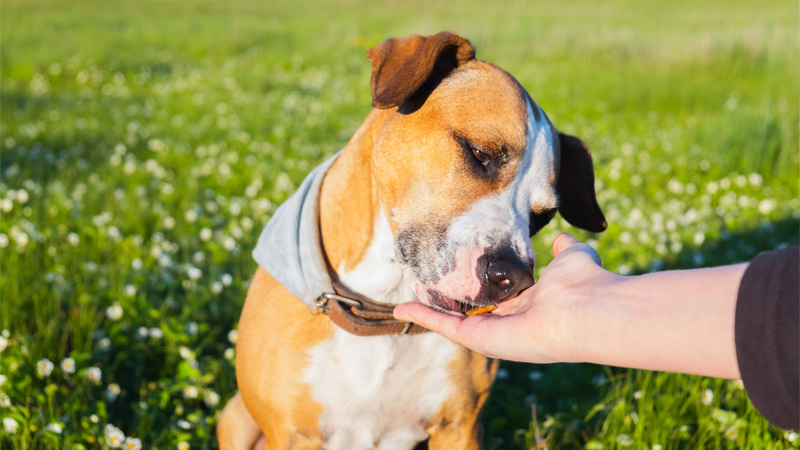 Pet owner giving their dog treats