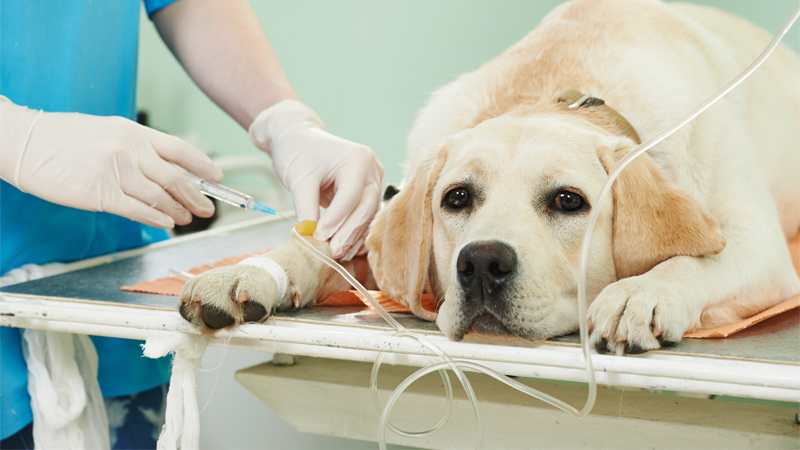 Dog visiting a vet