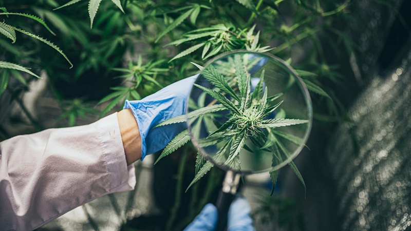 Image of Cannabis plant producing CBD