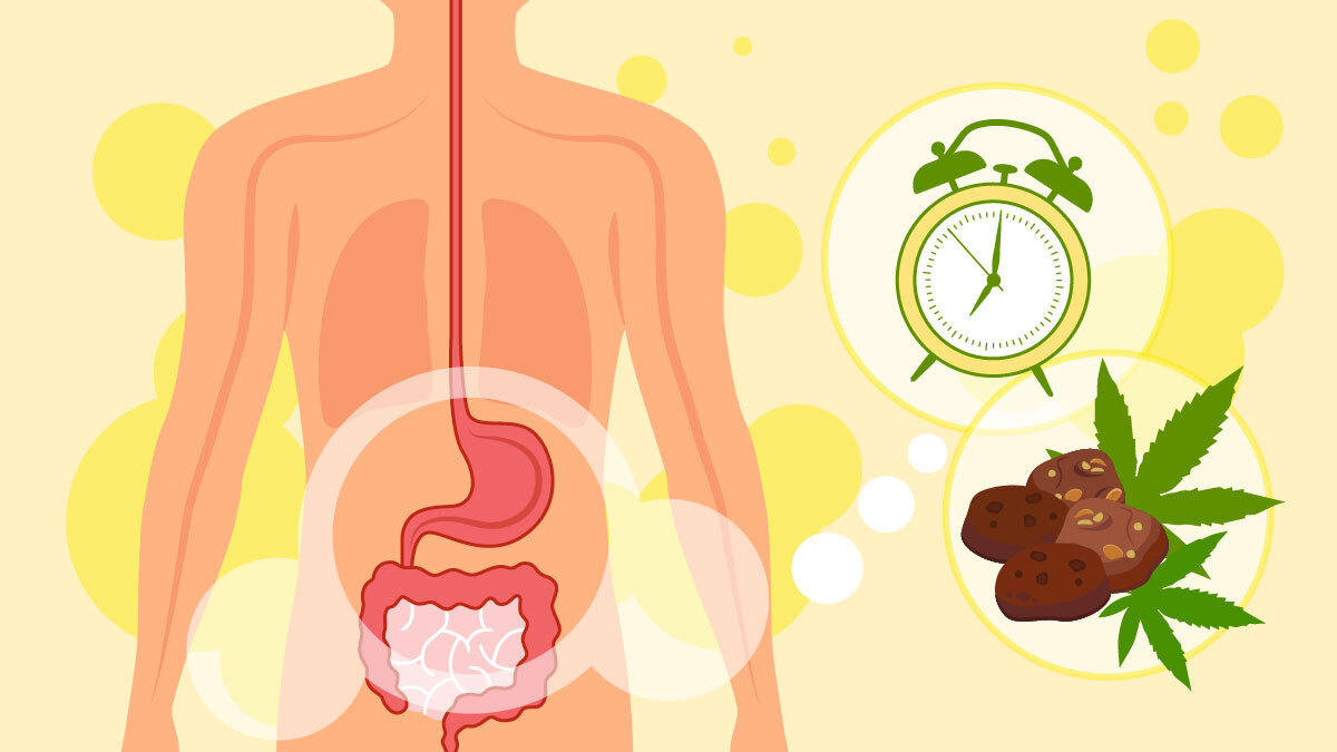 Illustration of duration of CBD edibles in our body