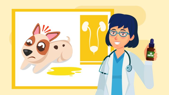 Illustration for what can I give my dog for a urinary tract infection