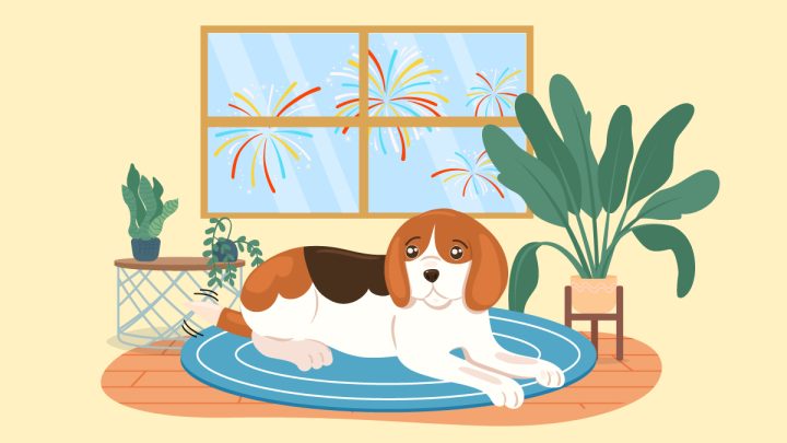 Illustration for what can I give my dog for anxiety during fireworks
