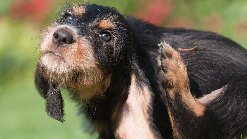 Dog scratching its ear