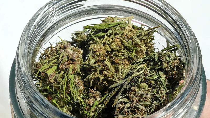 A jar of hemp buds for Delta 8 THC extraction