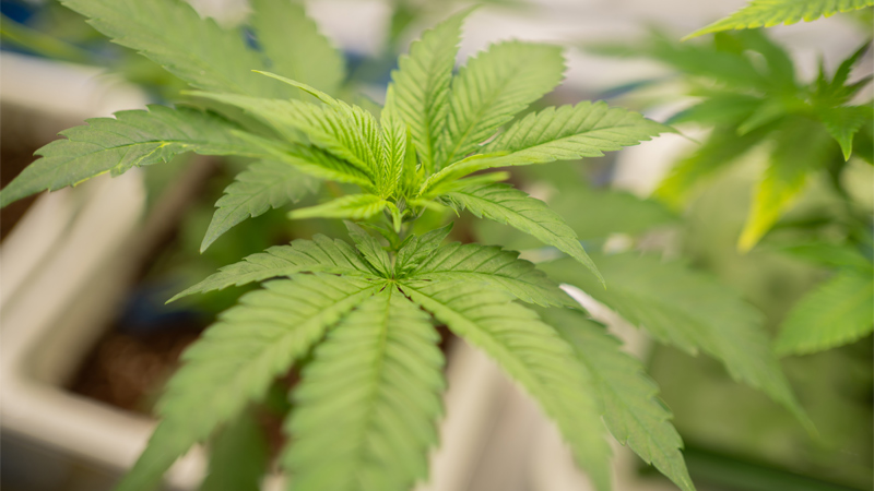 Hemp leaves in a lab