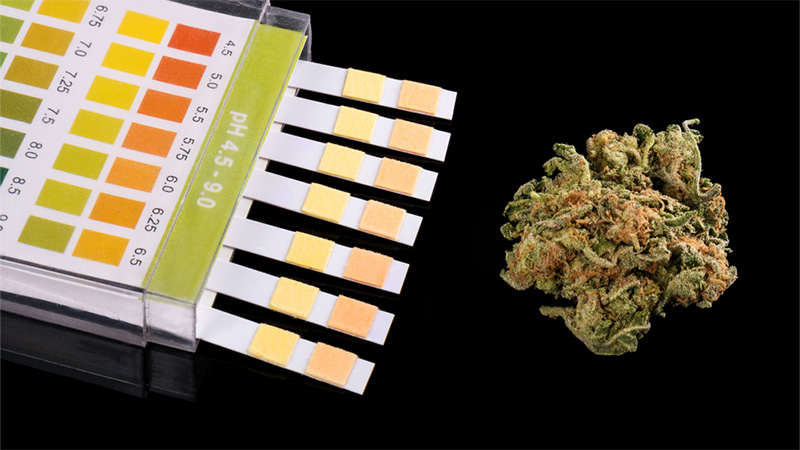 Delta 8 hemp bud and drug testing strips in black background