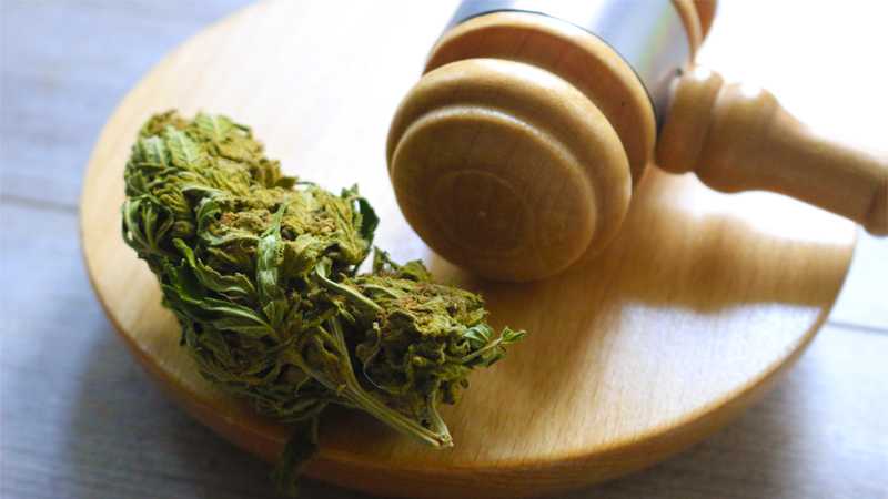 Image of a gavel and a marijuana bud