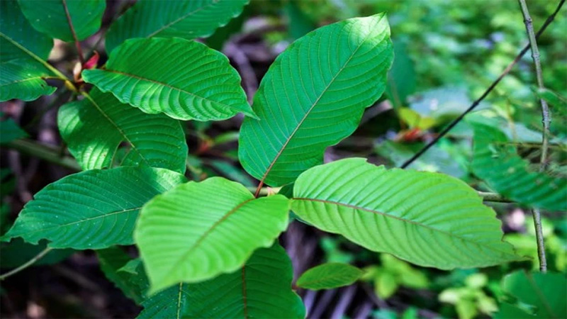 Image of Health Benefits of Red Borneo Kratom