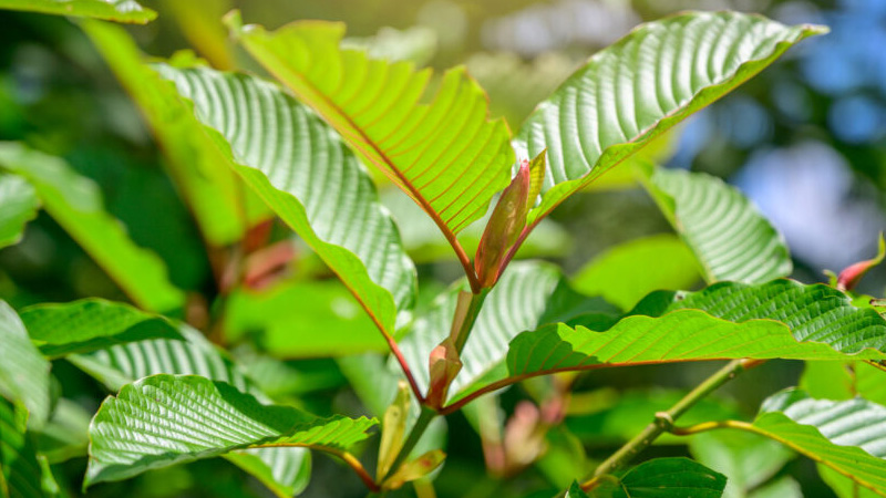 Image of Red Vein Kratom Strains What to Know