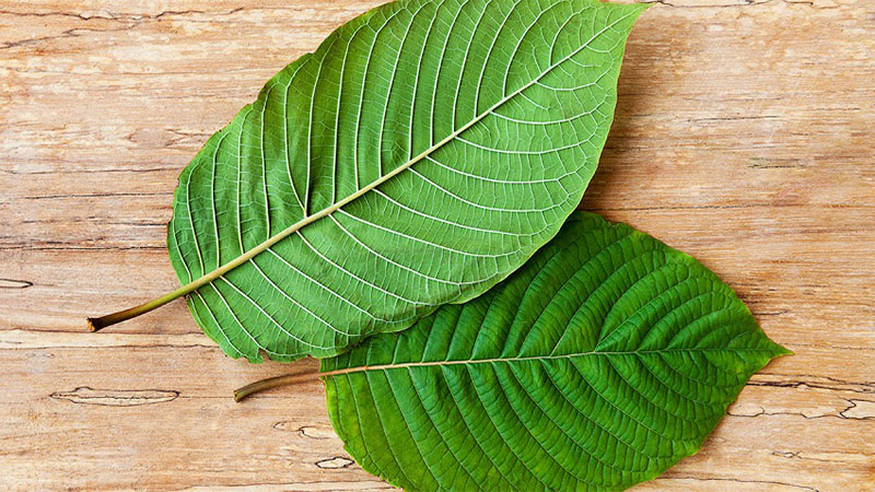 Image of White Borneo Kratom Leaf Benefits