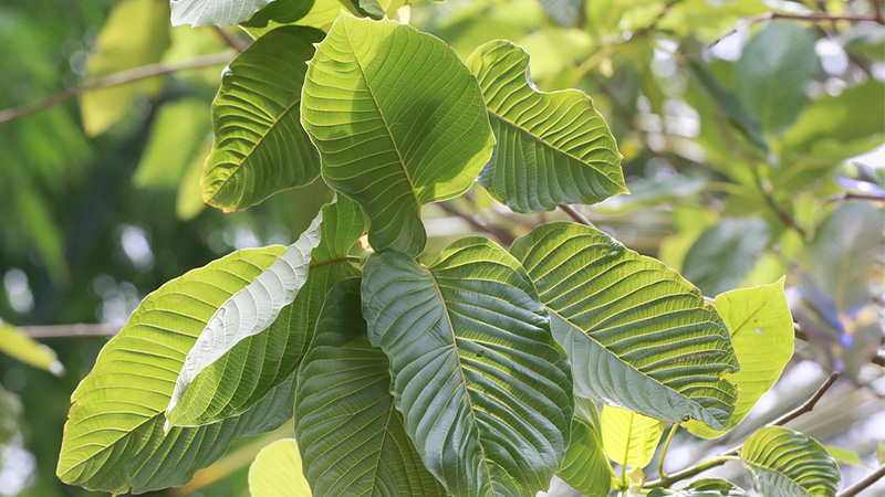 Image of Kratom Leaves in Bright Sun Light