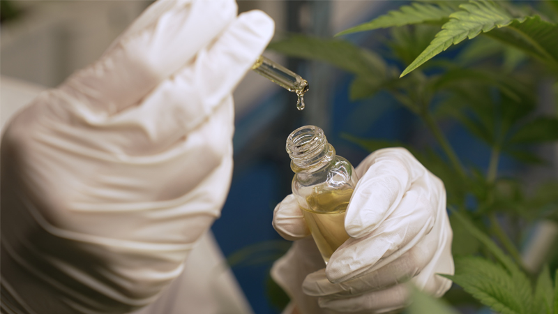 Hemp oil and leaves in a lab