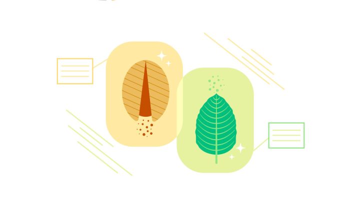 Illustration of akuamma seed and kratom leaf placed next to each other.