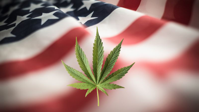 Hemp leaf with the US flag on the background
