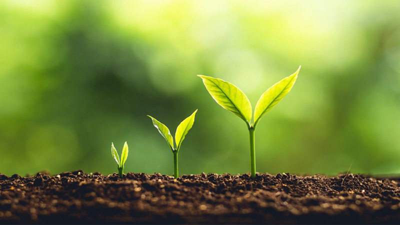 Image of Growing Kratom Plant