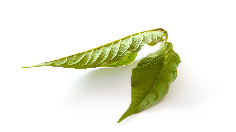 Kratom leaves in white background