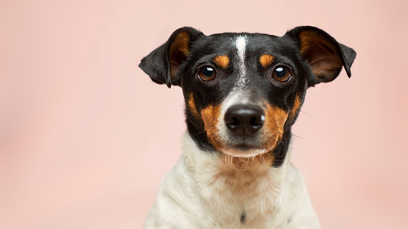 Dog looking at the camera in light pink background