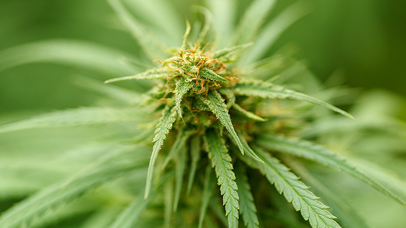A cannabis plant obtaining THCA.