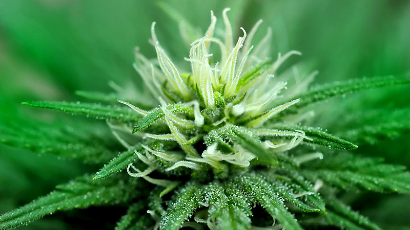 A hemp flower is waiting to be processed for smoking.