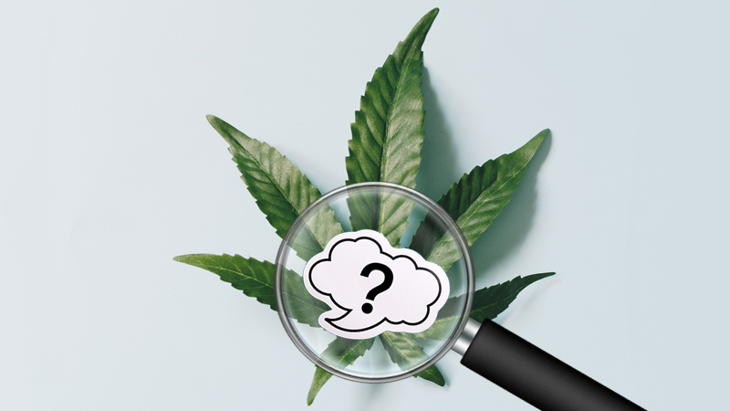 A cannabis leaf with a magnifying glass showing a question mark sign.