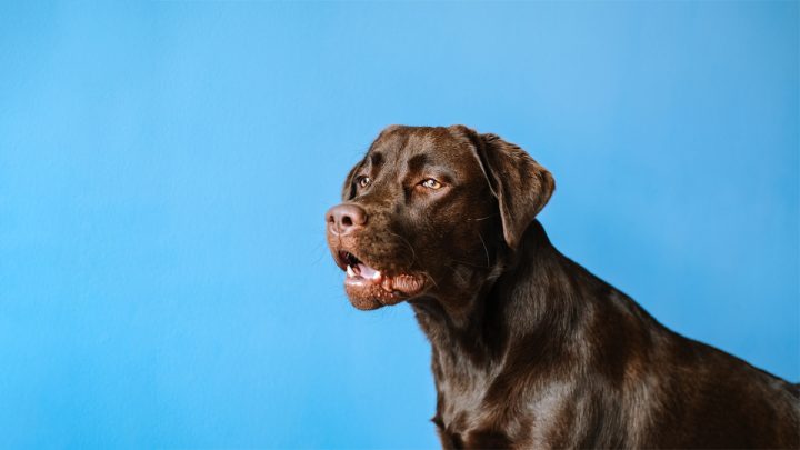Image of a dog in a blue background