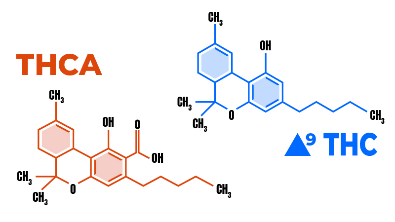 Chemical structures of THCA and THC