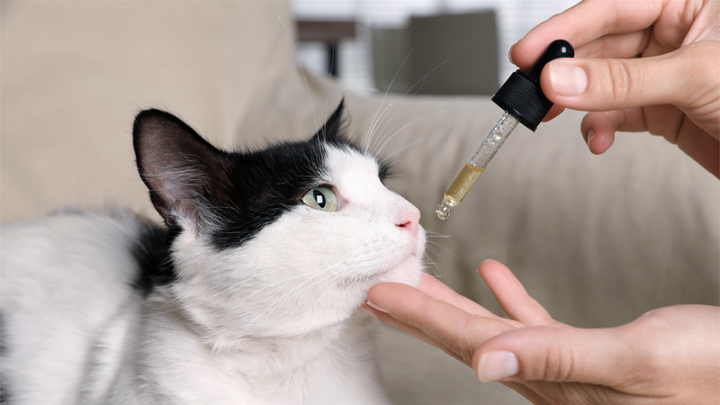Cat owner giving their pet CBD oil