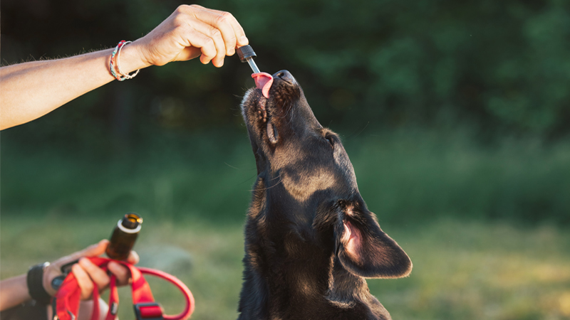 Owner giving their dog CBD oil