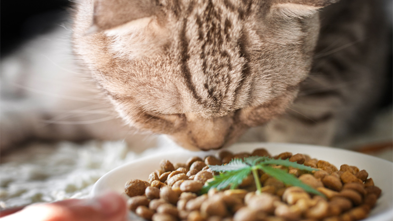Cat looking at hemp infused treats