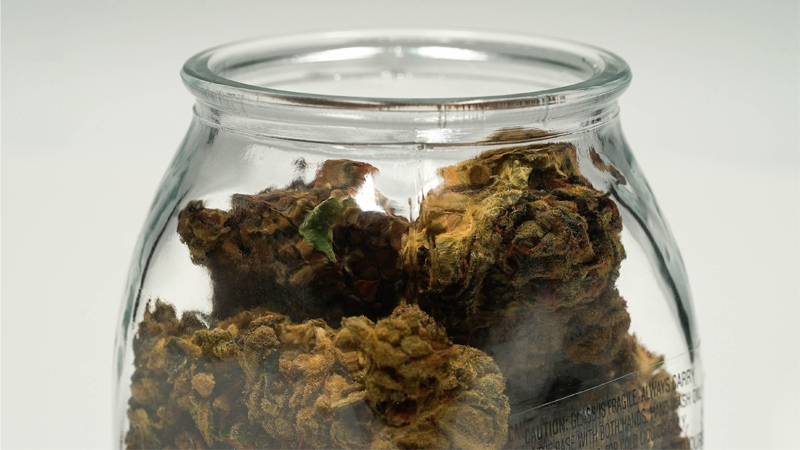 Marijuana buds in a jar