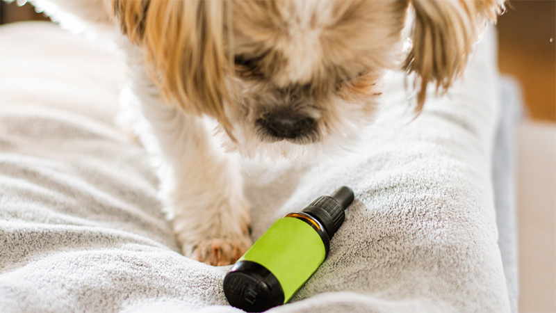 A dog looking at a bottle of CBD oil for joint pain and mobility