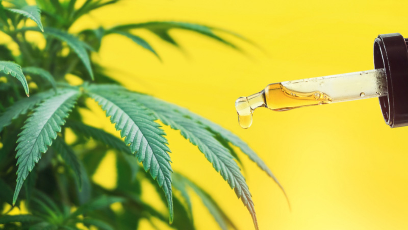 CBD oil with hemp leaves in yellow background