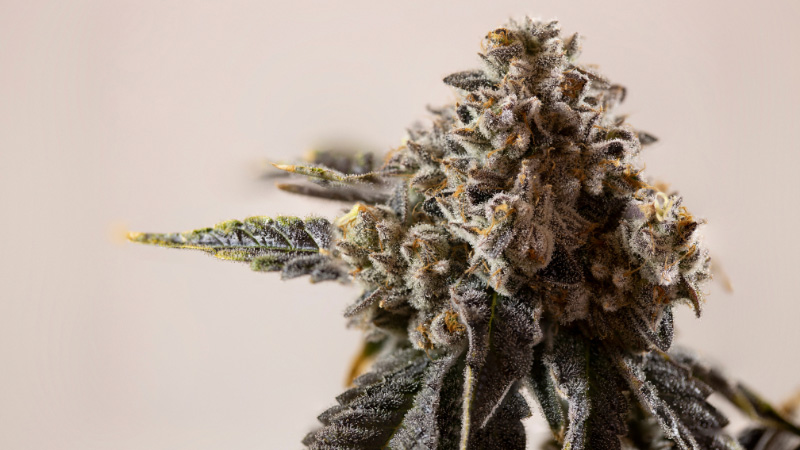 A beautiful cannabis plant