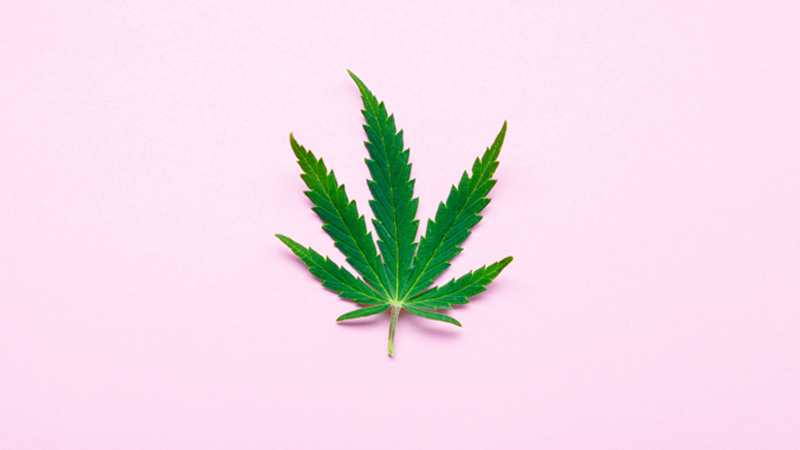 Marijuana leaf in a pink background