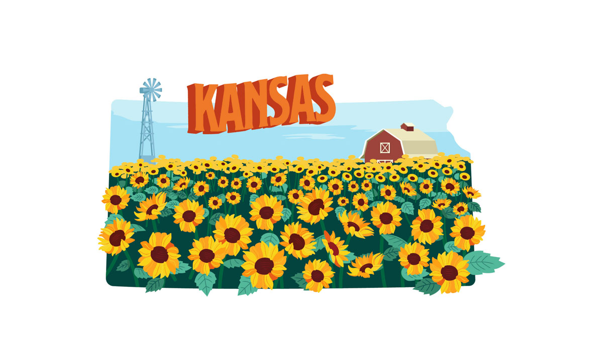 illustration of sunflower field in Kansas