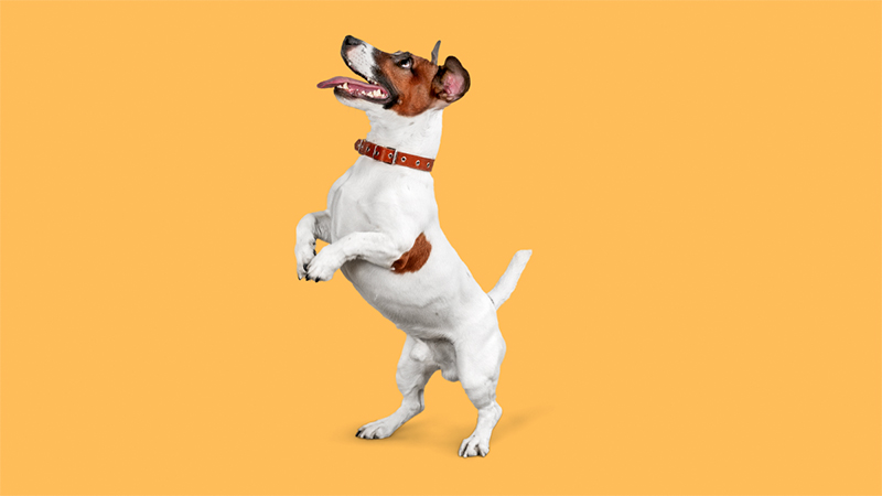 A standing dog in bright amber background