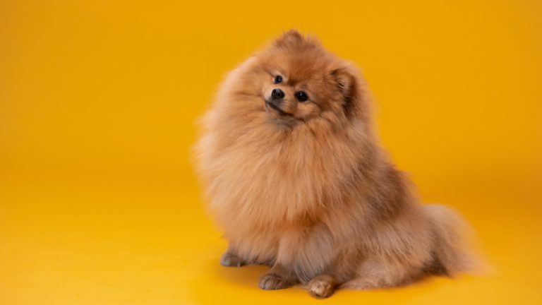 Curated visual reference: Picture Idea: Natural Remedies For Dog Seizures And Epilepsy