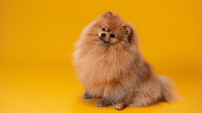 Cute dog in yellow background