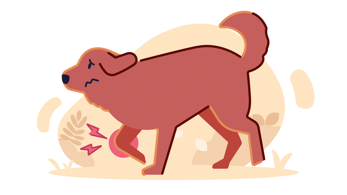 6 Best Joint Supplements for Dogs With Arthritis (2023)