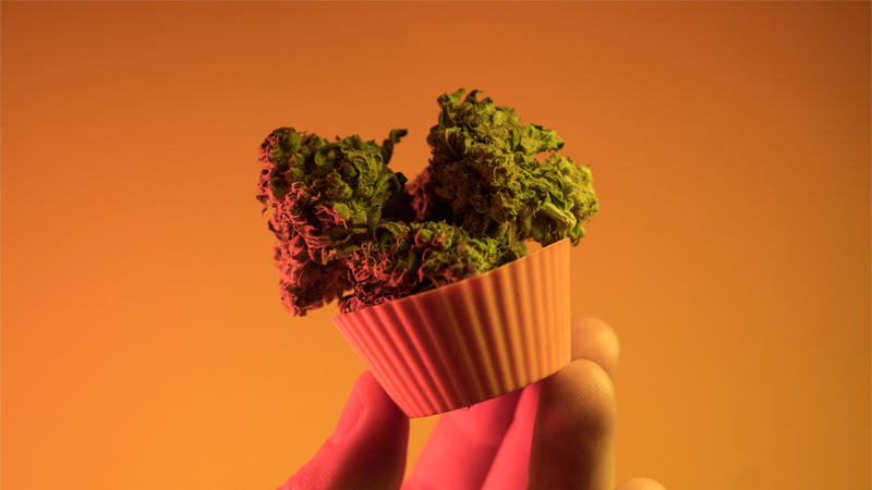 Marijuana buds in a cupcake liner