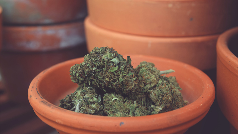 Marijuana buds on a pot