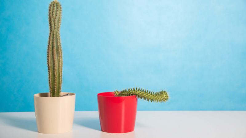 Two cactus plants on a pot with blue background