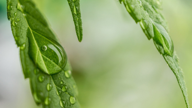 Hemp leaves with water droplets with blurred background